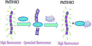 Graphical abstract: Sensitive fluorescence “off–on” switch system for catechins detection based on water-soluble polythiophene derivatives