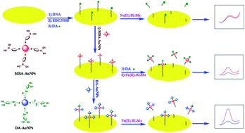 Graphical abstract: Electrochemical determination of bleomycins based on dual-amplification of 4-mercaptophenyl boronic acid-capped gold nanoparticles and dopamine-capped gold nanoparticles