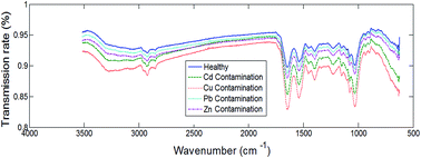 Graphical abstract: Identification of heavy metal-contaminated Tegillarca granosa using infrared spectroscopy
