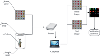 Graphical abstract: Non-destructive evaluation of total volatile basic nitrogen (TVB-N) and K-values in fish using colorimetric sensor array
