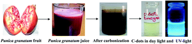 Graphical abstract: One-step synthesis of fluorescent carbon dots for imaging bacterial and fungal cells