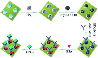 Graphical abstract: A novel ultrasensitive electrochemical immunosensor based on carboxy-endcapped conductive polypyrrole for the detection of gypican-3 in human serum