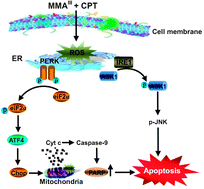 Graphical abstract: The combination of arsenic and cryptotanshinone induces apoptosis through induction of endoplasmic reticulum stress-reactive oxygen species in breast cancer cells