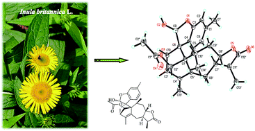 Graphical abstract: One new unusual sesterterpenoid and four new sesquiterpene dimers from Inula britannica