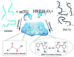 Graphical abstract: Bienzymatically crosslinked gelatin/hyaluronic acid interpenetrating network hydrogels: preparation and characterization