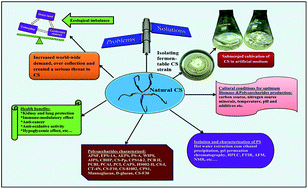 Graphical abstract: Functional polysaccharides from medicinal mushroom Cordyceps sinensis as a potent food supplement: extraction, characterization and therapeutic potentials – a systematic review
