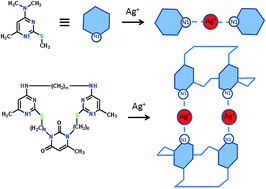 Graphical abstract: Silver mediated duplex-type complexes of pyrimidinophanes and their acyclic counterparts