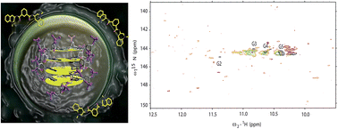 Graphical abstract: G-quadruplex DNA and ligand interaction in living cells using NMR spectroscopy
