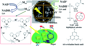 Graphical abstract: Bio-inspired carbon nitride mesoporous spheres for artificial photosynthesis: photocatalytic cofactor regeneration for sustainable enzymatic synthesis