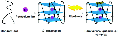 Graphical abstract: A label-free fluorescence assay for potassium ions using riboflavin as a G-quadruplex ligand
