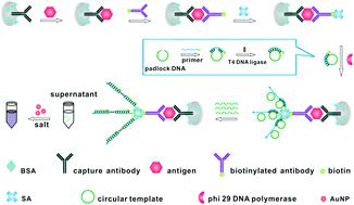 Graphical abstract: Sensitive colorimetric detection of protein by gold nanoparticles and rolling circle amplification