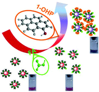 Graphical abstract: A gold nanoparticle-based colorimetric probe for rapid detection of 1-hydroxypyrene in urine
