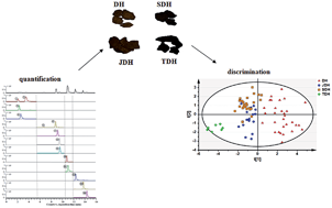 Graphical abstract: Targeted quantitative analysis of anthraquinone derivatives by high-performance liquid chromatography coupled with tandem mass spectrometry to discriminate between crude and processed rhubarb samples