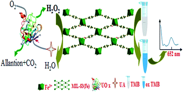 Graphical abstract: Colorimetric detection of uric acid in human urine and serum based on peroxidase mimetic activity of MIL-53(Fe)