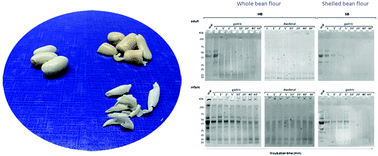 Graphical abstract: Impact of dehulling on the physico-chemical properties and in vitro protein digestion of common beans (Phaseolus vulgaris L.)