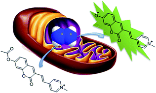 Graphical abstract: Development of a mitochondria-targeted fluorescent probe for hydrazine monitoring in living cells