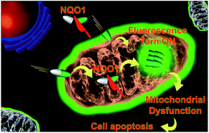 Graphical abstract: Mitochondria-targeted aggregation induced emission theranostics: crucial importance of in situ activation