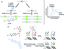 Graphical abstract: Gene specific-loci quantitative and single-base resolution analysis of 5-formylcytosine by compound-mediated polymerase chain reaction