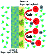 Graphical abstract: Novel Janus membrane with unprecedented osmosis transport performance