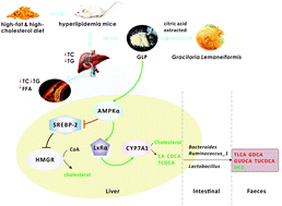 Graphical abstract: A sulfated polysaccharide from Gracilaria Lemaneiformis regulates cholesterol and bile acid metabolism in high-fat diet mice