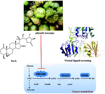 Graphical abstract: Ixocarpalactone A from dietary tomatillo inhibits pancreatic cancer growth by targeting PHGDH