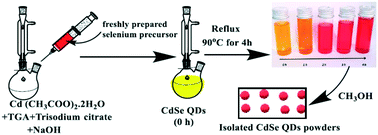 Graphical abstract: Facile one-pot aqueous synthesis of highly soluble and luminescent CdSe quantum dots without nitrogen bubbling
