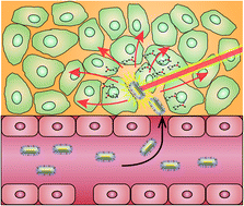 Graphical abstract: GRPr-mediated photothermal and thermodynamic dual-therapy for prostate cancer with synergistic anti-apoptosis mechanism