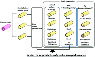 Graphical abstract: In vitro evaluation of surface biological properties of decellularized aorta for cardiovascular use
