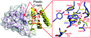 Graphical abstract: The C-terminal loop of Arabidopsis thaliana guanosine deaminase is essential to catalysis