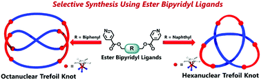 Graphical abstract: Same knot, longer rope: altering ligand geometry provides control over nuclearity in self-assembled trefoil knots