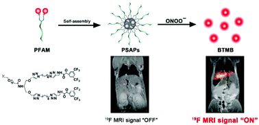 Graphical abstract: Deep-tissue real-time imaging of drug-induced liver injury with peroxynitrite-responsive 19F MRI nanoprobes