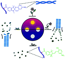 Graphical abstract: Light-driven dissipative self-assembly of a peptide hydrogel