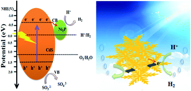 Graphical abstract: Two dimensional Ni2P/CdS photocatalyst for boosting hydrogen production under visible light irradiation