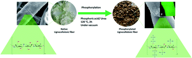 Graphical abstract: A highly efficient chemical approach to producing green phosphorylated cellulosic macromolecules