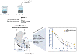 Graphical abstract: Comparison of four digestion protocols on the physical characteristics of gastric digesta from cooked couscous using the Human Gastric Simulator