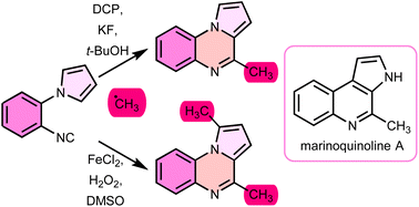 Graphical abstract: Crafting mono- and novel bis-methylated pyrroloquinoxaline derivatives from a shared precursor and its application in the total synthesis of marinoquinoline A