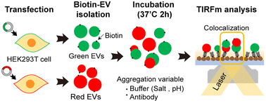 Graphical abstract: Evaluation of extracellular vesicle aggregation by single vesicle analysis