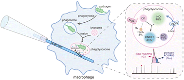 Graphical abstract: Nanosensor quantitative monitoring of ROS/RNS homeostasis in single phagolysosomes of macrophages during bactericidal processes