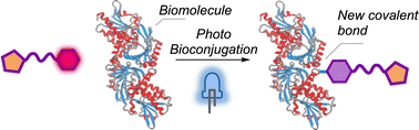 Graphical abstract: Light-induced chemistry for protein functionalisation