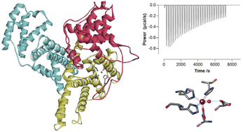 Graphical abstract: Properties of the major Zn2+-binding site of human alpha-fetoprotein, a potential foetal plasma zinc carrier