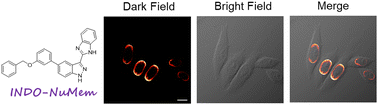 Graphical abstract: A novel small-molecule fluorescent probe caused by minimal structural modifications for specific staining of the cell nuclear membrane