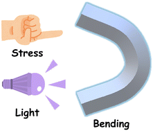 Graphical abstract: Exploring flexibility in molecular crystals: bending responses to light and mechanical stress