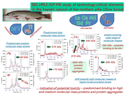 Graphical abstract: Preliminary insight into the intracellular behaviour of rare earths and other technology-critical elements (TCEs) in northern pike liver: study of TCE-binding biomolecules via size-exclusion HPLC-ICP-MS