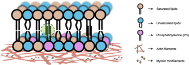 Graphical abstract: Nonequilibrium asymmetry in the living cell membrane