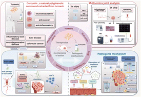 Graphical abstract: Curcumin exerts anti-tumor activity in colorectal cancer via gut microbiota-mediated CD8+ T Cell tumor infiltration and ferroptosis