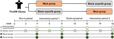Graphical abstract: Substituting animal protein with black soymilk reduces advanced glycation end product level and improves gut microbiota composition in obese prediabetic individuals: a randomized crossover intervention trial