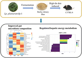 Graphical abstract: Comparative analysis of barley dietary fiber fermented with and without Lactiplantibacillus plantarum dy-1 in promoting gut health and regulating hepatic energy metabolism in high-fat diet-induced obese mice