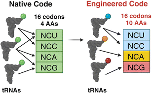 Graphical abstract: Removing redundancy of the NCN codons in vitro for maximal sense codon reassignment