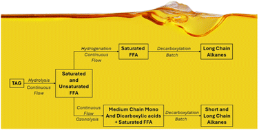 Graphical abstract: Chemo-enzymatic cascades for the sustainable transformation of canola oil into hydrocarbon fuels