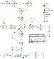 Graphical abstract: Simultaneous detection of breast cancer biomarkers HER2 and miRNA-21 based on duplex-specific nuclease signal amplification
